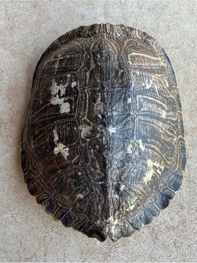 Turtle Shell Taxidermy 9x7 inch